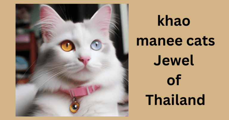 khao manee cats Jewel of Thailand