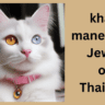 khao manee cats Jewel of Thailand